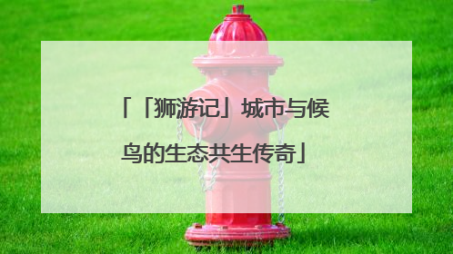 「狮游记」城市与候鸟的生态共生传奇