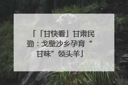 「甘快看」甘肃民勤：戈壁沙乡孕育“甘味”领头羊
