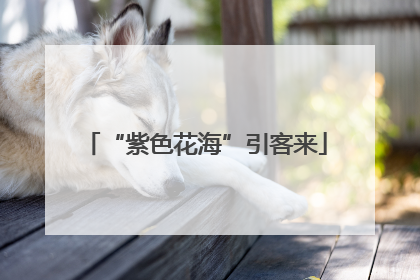 “紫色花海”引客来