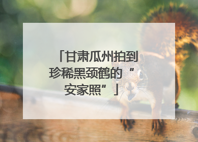 甘肃瓜州拍到珍稀黑颈鹤的“安家照”