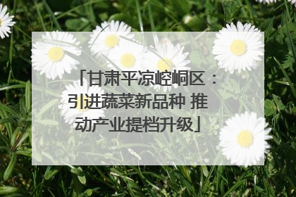 甘肃平凉崆峒区：引进蔬菜新品种 推动产业提档升级