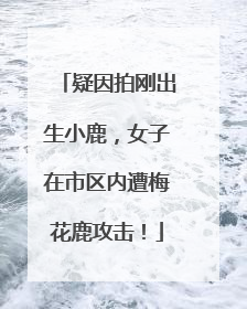 疑因拍刚出生小鹿，女子在市区内遭梅花鹿攻击！