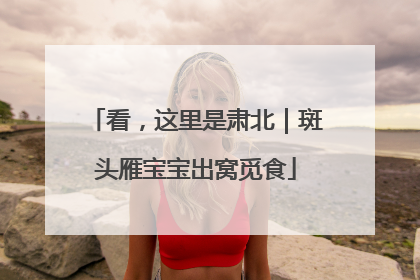 看，这里是肃北｜斑头雁宝宝出窝觅食