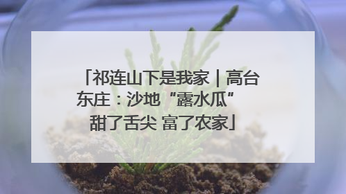 祁连山下是我家｜高台东庄：沙地“露水瓜” 甜了舌尖 富了农家
