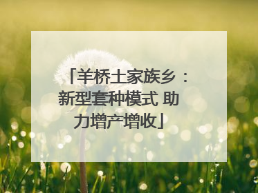 羊桥土家族乡：新型套种模式 助力增产增收
