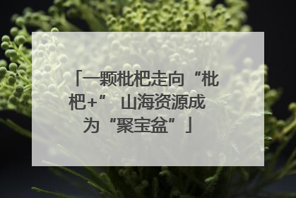 一颗枇杷走向“枇杷+” 山海资源成为“聚宝盆”
