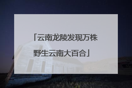 云南龙陵发现万株野生云南大百合