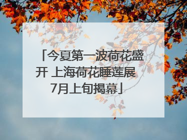 今夏第一波荷花盛开 上海荷花睡莲展7月上旬揭幕