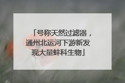 号称天然过滤器，通州北运河下游新发现大量蚌科生物