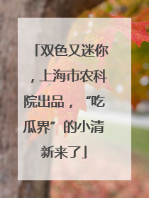 双色又迷你，上海市农科院出品，“吃瓜界”的小清新来了