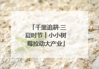 千里追耕·三夏时节丨小小树莓拉动大产业