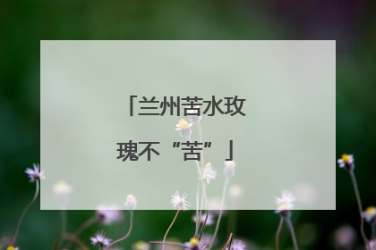 兰州苦水玫瑰不“苦”