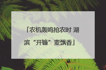 农机轰鸣抢农时 湖滨“开镰”麦飘香