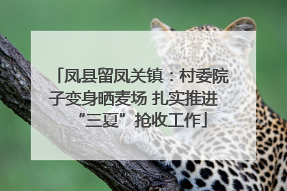 凤县留凤关镇：村委院子变身晒麦场 扎实推进“三夏”抢收工作