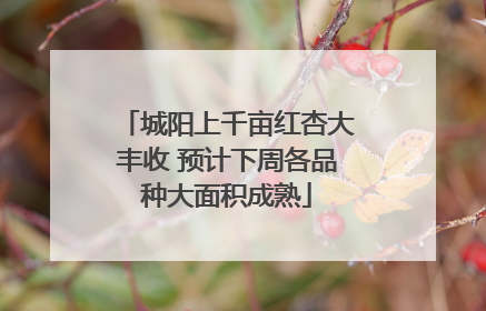 城阳上千亩红杏大丰收 预计下周各品种大面积成熟