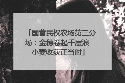 国营民权农场第三分场：金穗卷起千层浪 小麦收获正当时