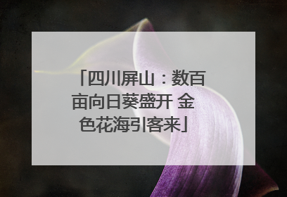 四川屏山：数百亩向日葵盛开 金色花海引客来