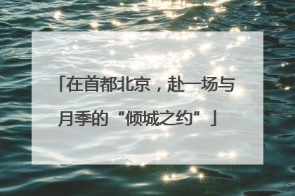 在首都北京，赴一场与月季的“倾城之约”