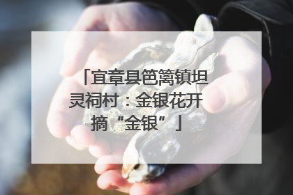 宜章县笆篱镇坦灵祠村：金银花开摘“金银”