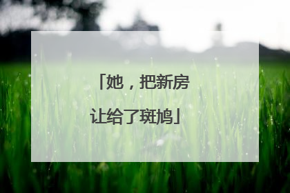 她，把新房让给了斑鸠