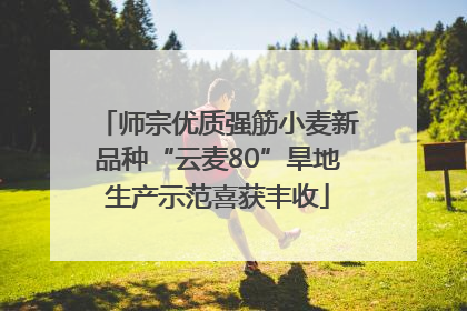 师宗优质强筋小麦新品种“云麦80”旱地生产示范喜获丰收