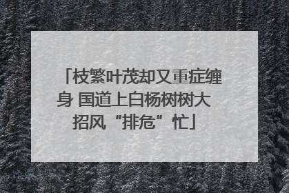 枝繁叶茂却又重症缠身 国道上白杨树树大招风“排危”忙