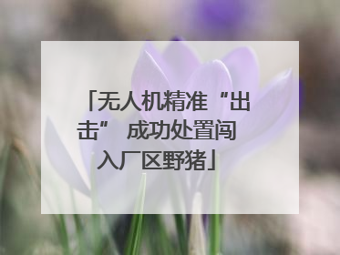 无人机精准“出击” 成功处置闯入厂区野猪