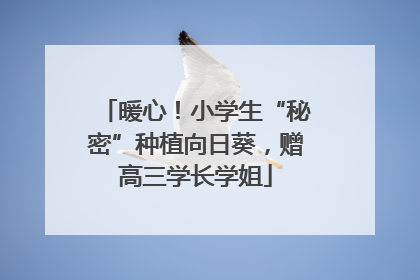 暖心！小学生“秘密”种植向日葵，赠高三学长学姐