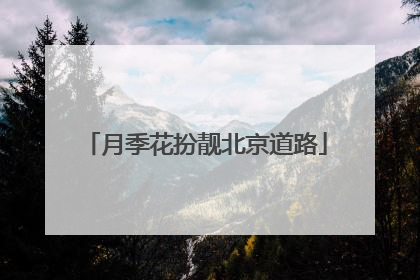 月季花扮靓北京道路
