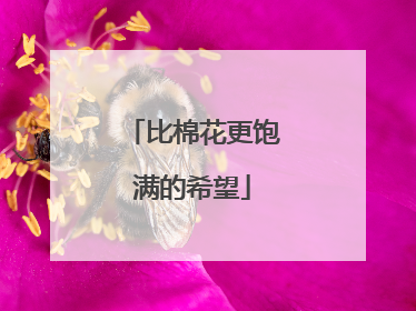 比棉花更饱满的希望