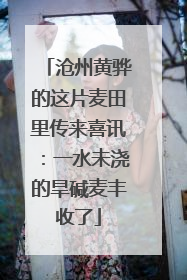 沧州黄骅的这片麦田里传来喜讯：一水未浇的旱碱麦丰收了