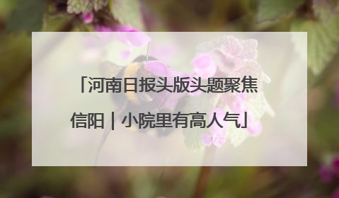 河南日报头版头题聚焦信阳｜小院里有高人气