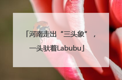 河南走出“三头象”，一头驮着Labubu