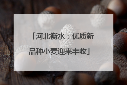 河北衡水：优质新品种小麦迎来丰收