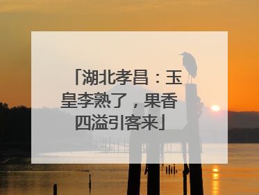 湖北孝昌：玉皇李熟了，果香四溢引客来