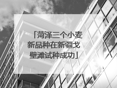 菏泽三个小麦新品种在新疆戈壁滩试种成功
