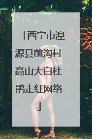 西宁市湟源县前沟村高山大白杜鹃走红网络