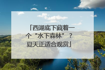 西湖底下藏着一个“水下森林”？夏天正适合观赏