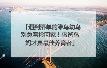 遇到落单的雏鸟幼鸟别急着捡回家！鸟爸鸟妈才是最佳养育者