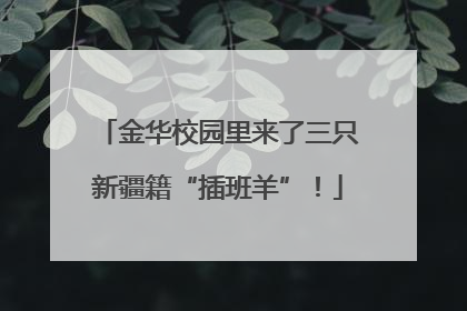 金华校园里来了三只新疆籍“插班羊”！