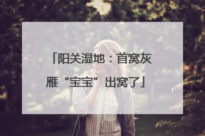 阳关湿地：首窝灰雁“宝宝”出窝了