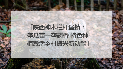 陕西神木栏杆堡镇：一垄瓜苗一垄药香 特色种植激活乡村振兴新动能