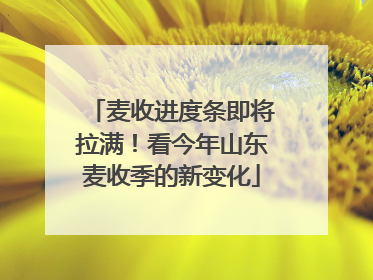 麦收进度条即将拉满！看今年山东麦收季的新变化