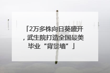2万多株向日葵盛开，武生院打造全国最美毕业“背景墙”